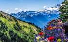 Colorful flowers, Mount Rainier, Crystal Mountain lookout, Pierce County, Washington State, Usa. Art Print
